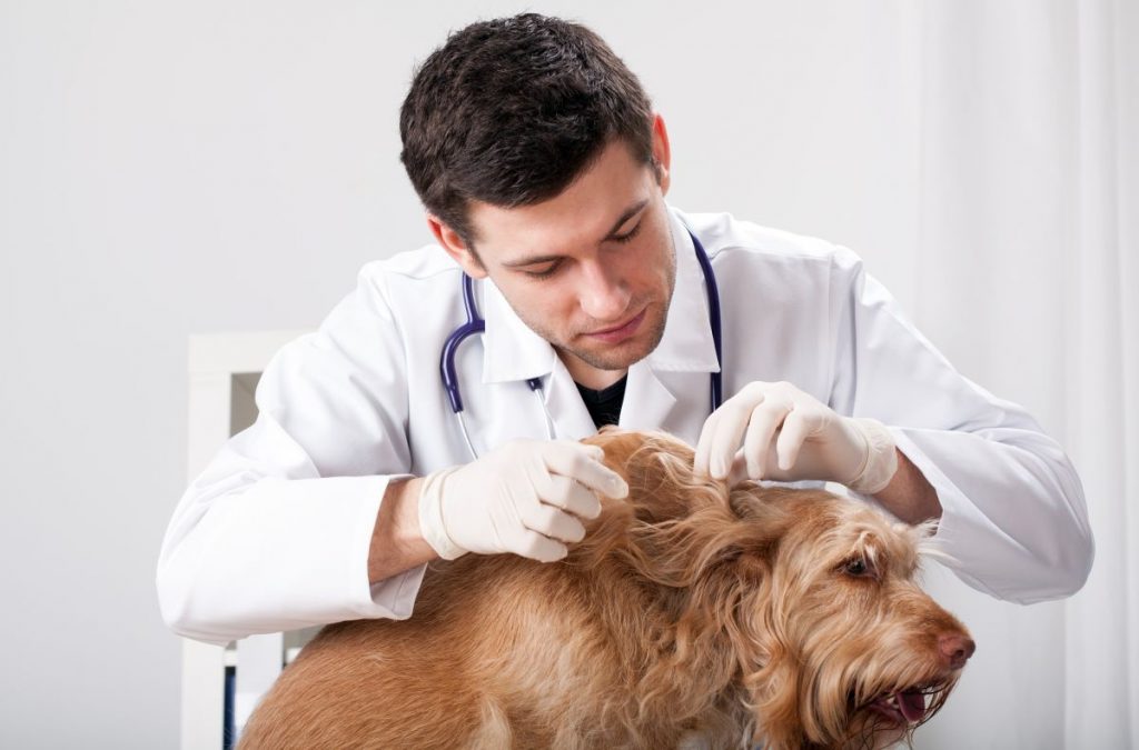 Dermatolog dla psa Warszawa: Jak znaleźć najlepszego specjalistę dla Twojego pupila?