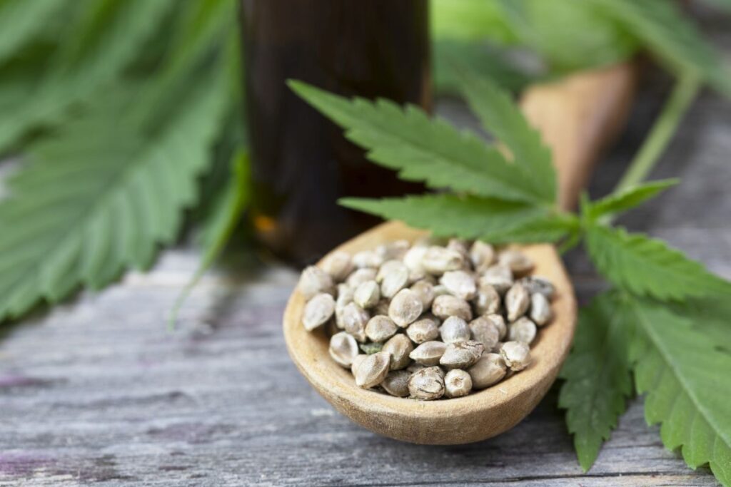 Nasiona Marihuany: Kluczowe Elementy w Świecie Konopi